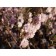 Pink Flowering Almond...©photo ArborTanics Inc.