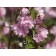 Pink Flowering Almond...©photo ArborTanics Inc.