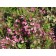 Pink Poppet Weigela...©photo ArborTanics Inc.