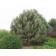 Accent Specimen Planting ©photo ArborTanics Inc.