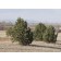 Naturalizing applications ©photo ArborTanics Inc.
