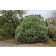 Dwarf Globe Scotch PIne...©photo David Spahn