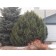 Foundation Planting ©photo ArborTanics Inc.