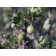 Pixwell Gooseberry...©photo ArborTanics Inc.