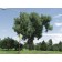 PLAINS COTTONWOOD -City Park Denver Colorado ©photo ArborTanics Inc.