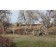 Plains Cottonwood-Winter...©photo ArborTanics Inc.