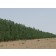 PLAINS STRAIGHT COTTONWOOD -Hudson, Colorado ©photo ArborTanics Inc.