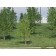 PLAINS STRAIGHT COTTONWOOD -Broomfiled Colorado ©photo ArborTainics Inc.