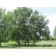 PLAINS COTTONWOOD ©photo ArborTanics Inc.