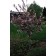 Tree Form - Photo Courtesy of Bailey Nurseries Inc.