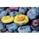 Prune Plum-Generic