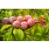 Japanese Plum-Generic