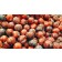 Japanese Plum-Generic