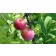 Japanese Plum-Generic