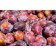 Japanese Plum-Generic