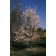 Photo Courtesy of Plant Select®