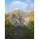 By <a rel="nofollow" class="external text" href="https://www.flickr.com/people/33497841@N02">Andrey Zharkikh</a> from Salt Lake City, USA - <a rel="nofollow" class="external text" href="https://www.flickr.com/photos/zharkikh/31566577490/">2016.04.08_19.19
