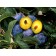 Prune Plum-Generic