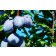 Prune Plum-Generic