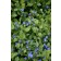 Photo Courtesy of Bailey Nurseries Inc.