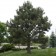 Ponderosa Pine ©photo ArborTanics Inc.