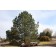Ponderosa PIne-30 years old...©photo ArborTanics Inc.