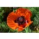 Image by <a href="https://pixabay.com/users/MabelAmber-1377835/?utm_source=link-attribution&amp;utm_medium=referral&amp;utm_campaign=image&amp;utm_content=4251084">Mabel Amber, still incognito...</a> from <a href="https://pixabay.com/?utm_source=link-attr