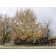SILVER COTTONWOOD -Fall ©photo ArborTanics Inc.