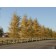 NARROWLEAF COTTONWOOD-Longmont, Colorado ©photo ArborTanics Inc.