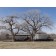 PLAINS COTTONWOOD ©photo ArborTanics Inc.