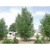 PLAINS STRAIGHT COTTONWOOD -Longmont, Colorado ©photo ArborTanics Inc.