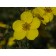 GOLDFINGER POTENTILLA ©ArborTanics Inc.