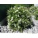 Photo Courtesy of Bylands Nurseries Ltd.