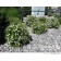 Photo Courtesy of Bylands Nurseries Ltd.