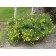 GOLDFINGER POTENTILLA ©ArborTanics Inc.