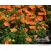 Photo Courtesy of Bylands Nurseries Ltd.