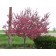 PRAIRIFIRE FLOWERING CRABAPPLE ©photo ArborTanics Inc.
