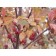 PRAIRIFIRE CRABAPPLE -Fall ©photo ArborTanics Inc.