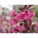 PRAIRIFIRE CRABAPPLE ©photo ArborTanics Inc.