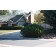 Pumilio Dwarf Mugho Pine ©photo ArborTanics Inc.