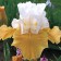 Pumpkin Cheesecake Bearded Iris