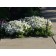 Purity Candytuft...©photo ArborTanics Inc.