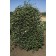 Photo Courtesy of Bailey Nurseries Inc.