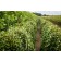 Photo Courtesy of Bailey Nurseries Inc.