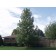SWAMP WHITE OAK ©photo ArborTanics Inc.