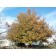 ENGLISH OAK-Longmont, Colorado ©ArborTanics Inc.