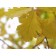 ENGLISH OAK ©photo ArborTanics Inc.