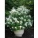 Quick Fire® Hydrangea-late bloom