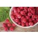 Photo Courtesy of Ball Horticultural Company