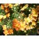 Red Ace Potentilla...©photo ArborTanics Inc.